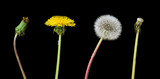 Four stage of a dandelion isolated on black background