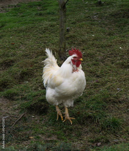 hens fair farm free running. cock