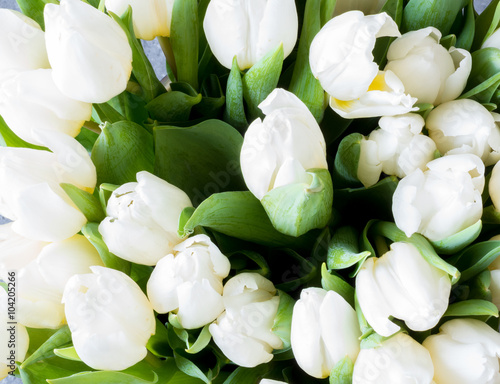 White tulips background #104205266