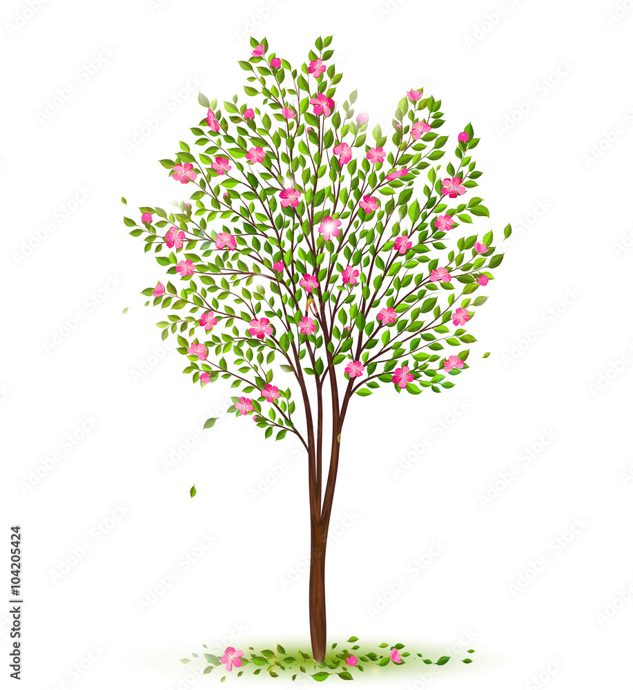Spring cherry tree with green leaves and pink flowers