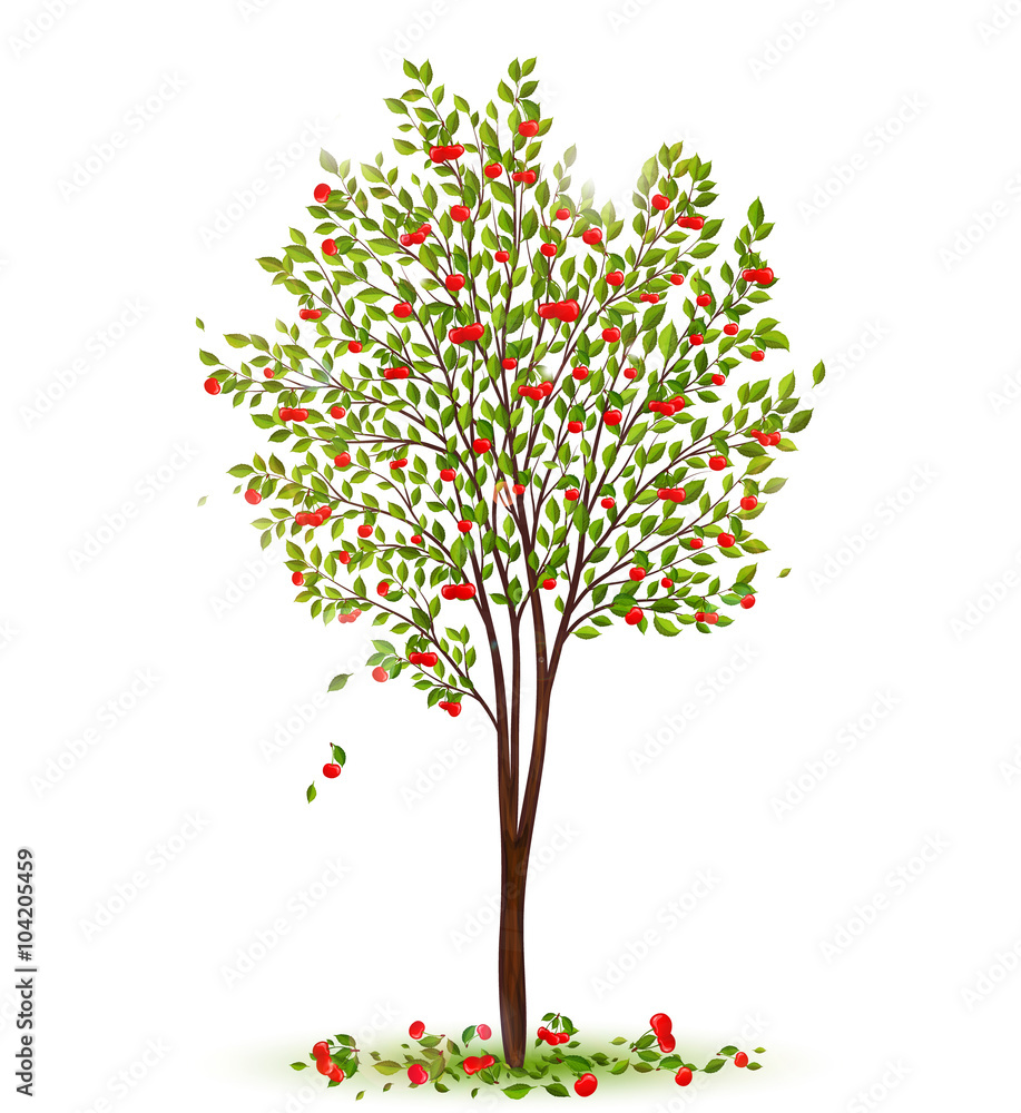 Cherry tree with berries