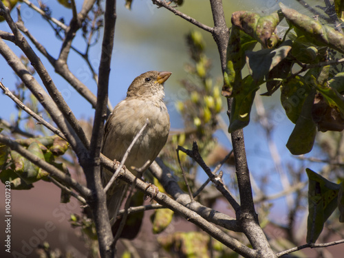 Sparrow bird in a tree