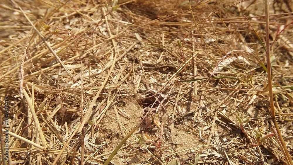 Earthen Wasp Climbs on a Dry Blade of Grass Near Their Housing Earthen Wasp Climbs on a Dry Blade of Grass Near Their Housing