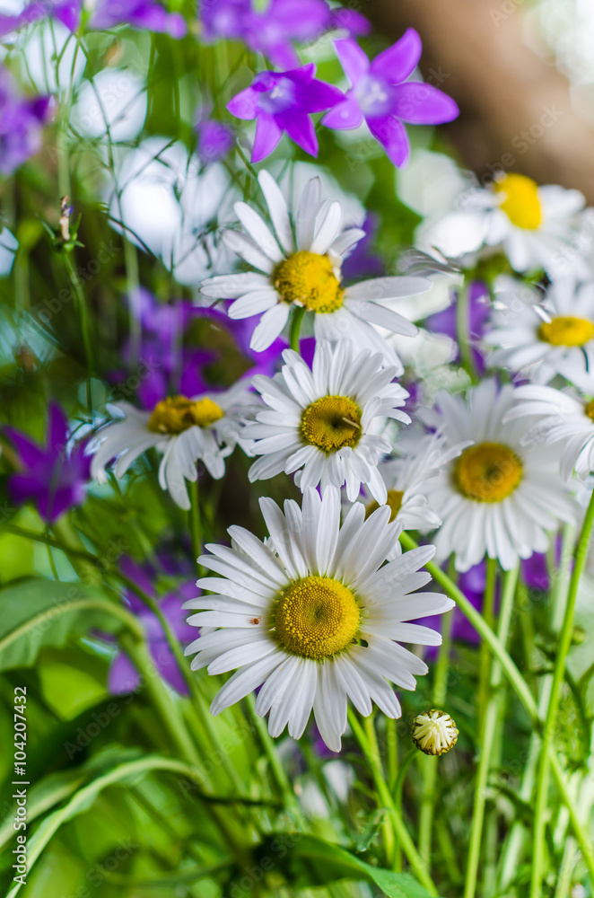 Obraz premium Bouquet of small delicate daisy, close-up