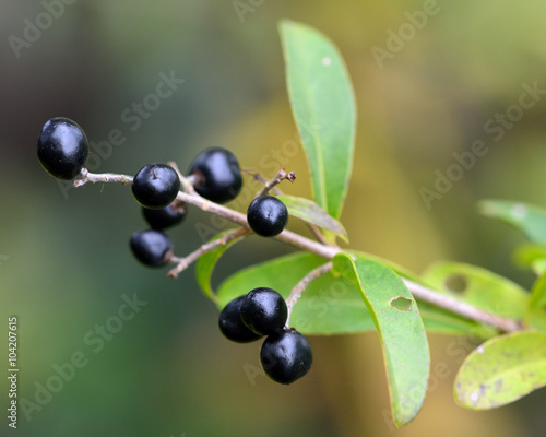 Wild privet  Ligustrum vulgare . Berries on a semi-evergreen shrub  growing wild in a British woodland