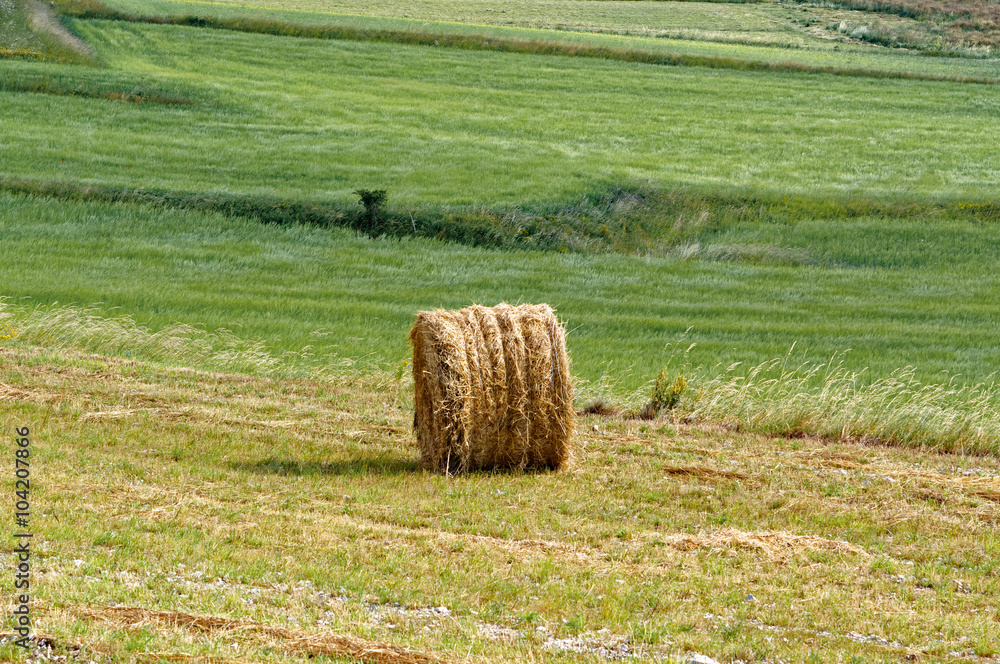 Hay rolled in bales. Italy. Castelluccio di norcia. Hay rolled in bales. Italy. Castelluccio di norcia.