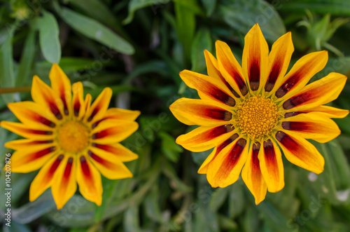 Two yellow flowers in the nature