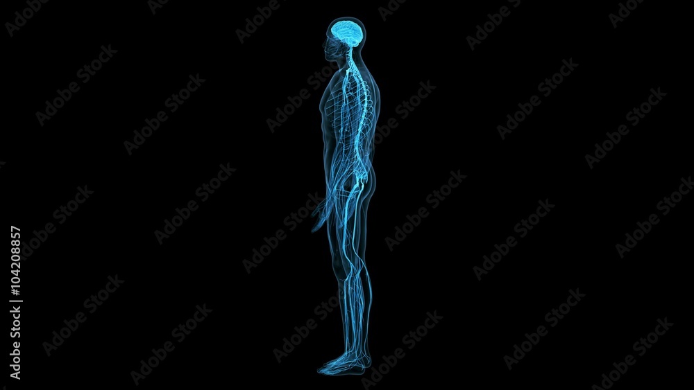 medical 3d animation of the human brain medical 3d animation of the human brain