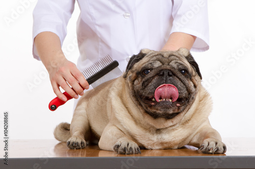 the vet combed wool pug dog on white background © dadoodas