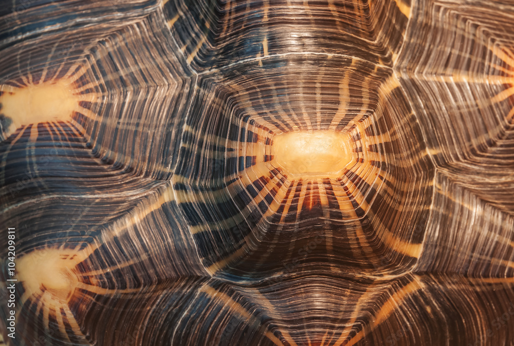 shell turtle texture Stock Photo | Adobe Stock