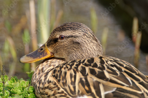 Wildente