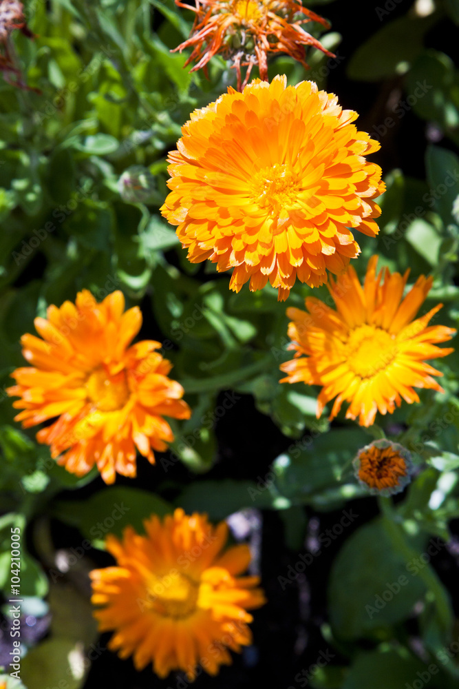 bright coloured marigold flowers bright coloured marigold flowers