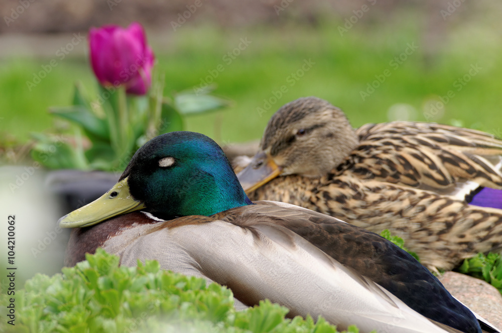 Obraz premium Wildentenpaar