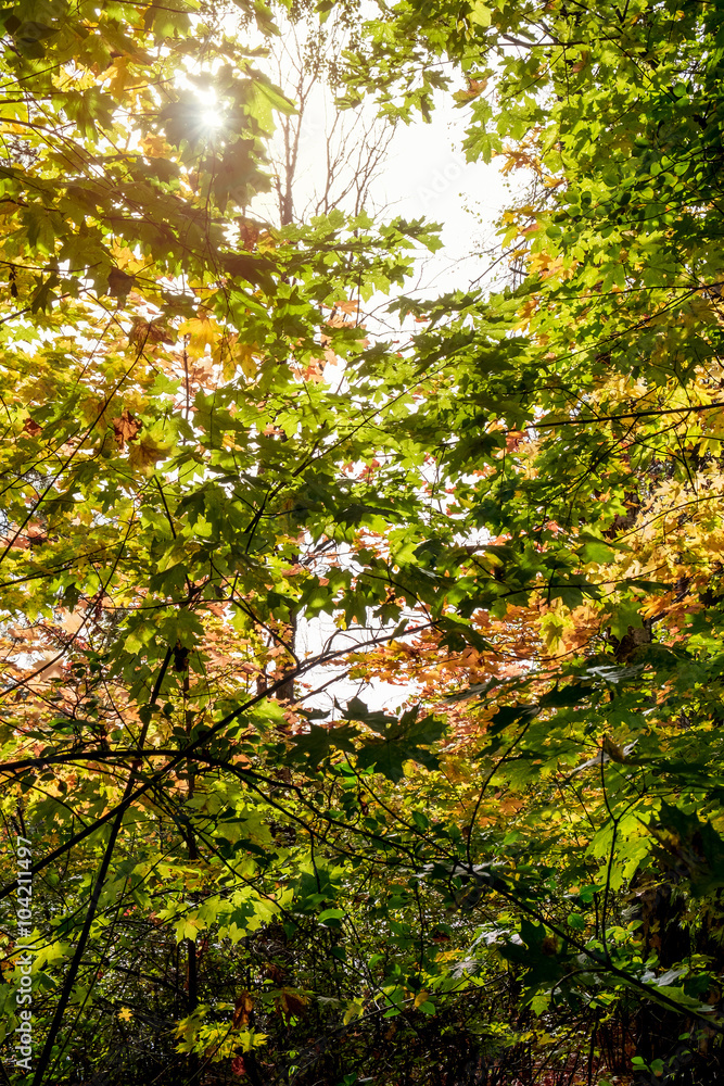 Fototapeta premium Beautiful autumn forest with sun