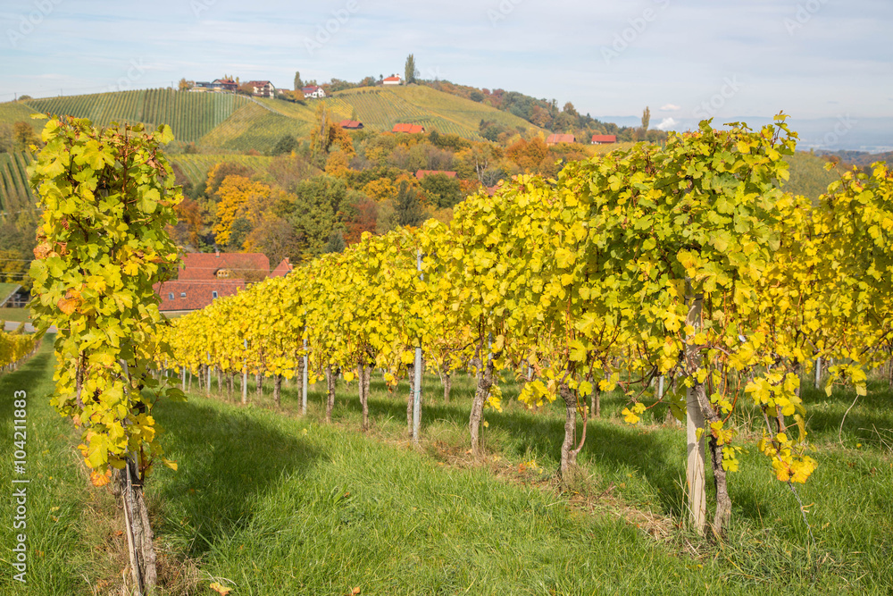 Traumhafte Herbststimmung in den Weinbergen