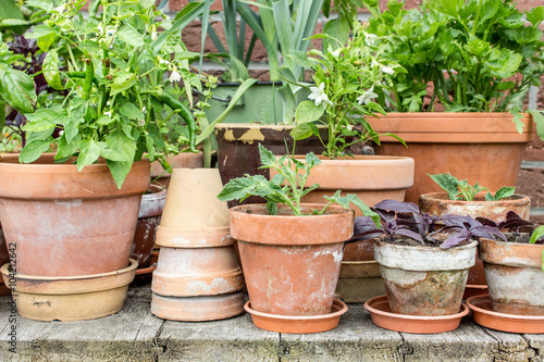 vegetable plants / Flowerpots with vegetables