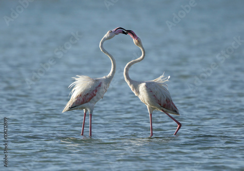 Fotografi Flamingos making love