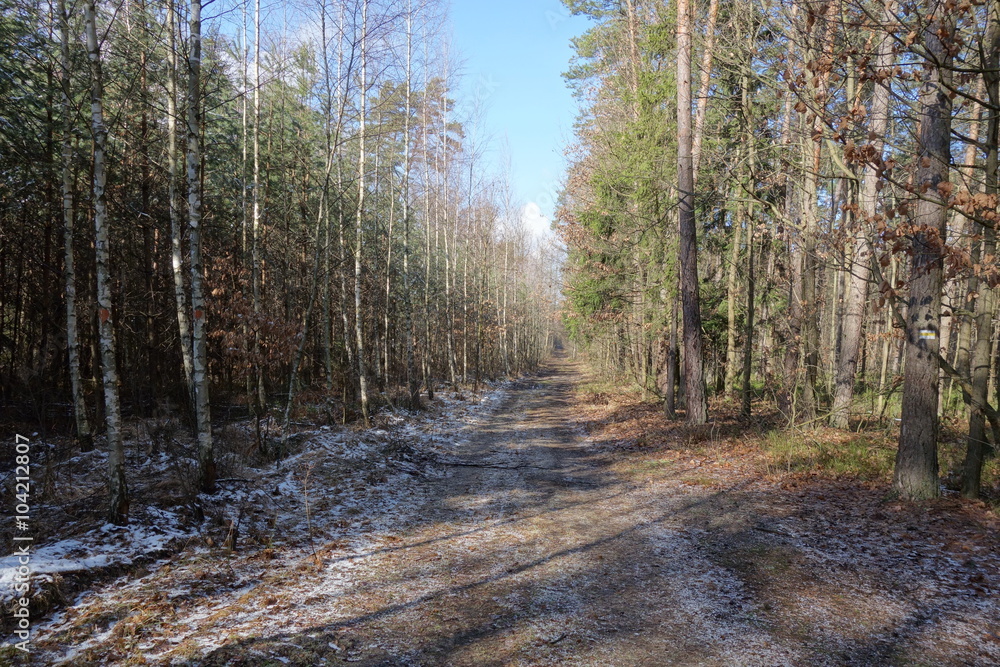 Obraz premium route through the forest