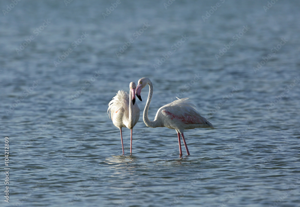 A pair of beautiful Greater Flamingos