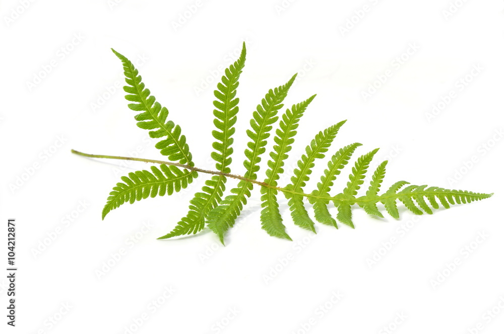 Leaf from long beechfern on white background Leaf from long beechfern on white background