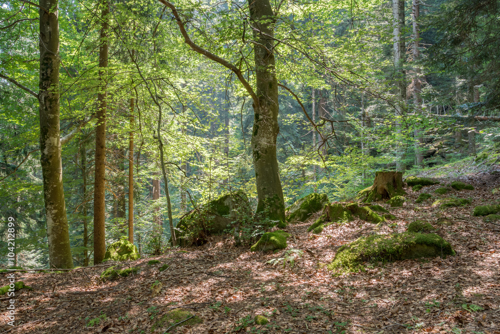 Foresta nelle Dolomiti Foresta nelle Dolomiti