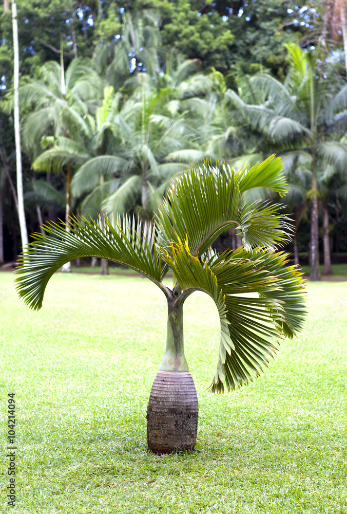 Fototapeta premium Bottle palm tree (Hyophorbe). Mauritius