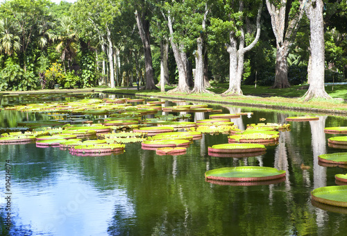 The lake in park with Victoria amazonica, Victoria regia. Mauritius