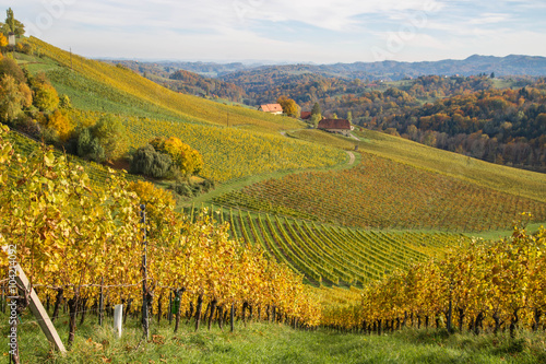 Herbstlich verf  rbte Weinberge im s  dsteirischen H  gelland