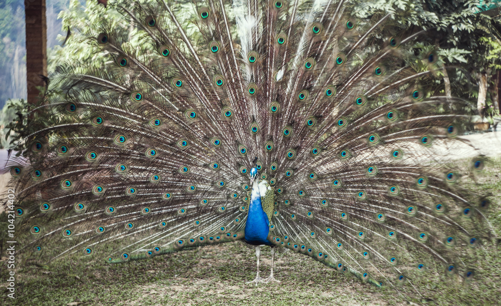 Obraz premium peacock with expanded tail