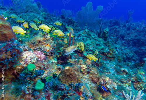 Fototapeta Naklejka Na Ścianę i Meble -  School of snappers, Cayo Largo, Cuba