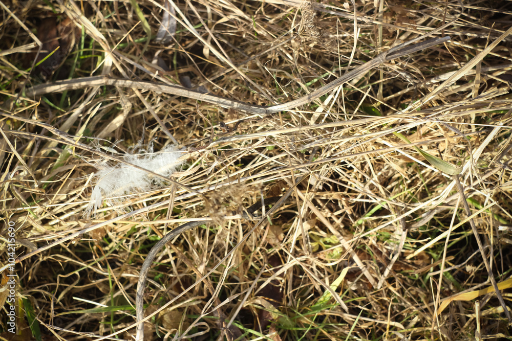 Dry brown grass in autumn field closeup Dry brown grass in autumn field closeup