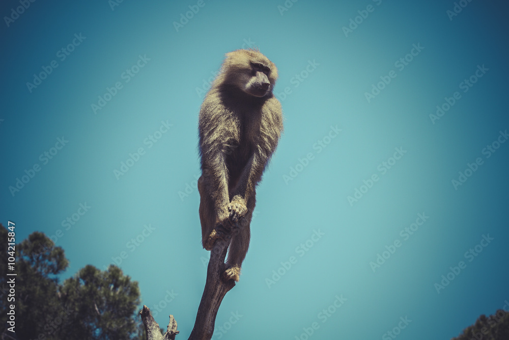 Naklejka premium Baboon (Papio hamadryas ursinus) in a tree