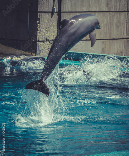 dolphin jump out of the water in pool