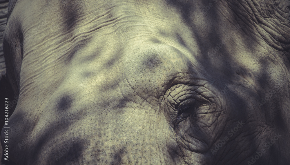 Naklejka premium Elephant close up