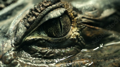 Alligator Eye Closeup