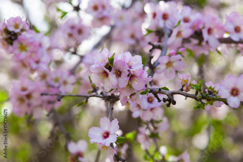 Pink almond flowers © ombre spagla