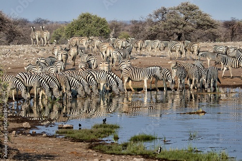 herd of zebras drinking in a waterhole a etosha national park namibia