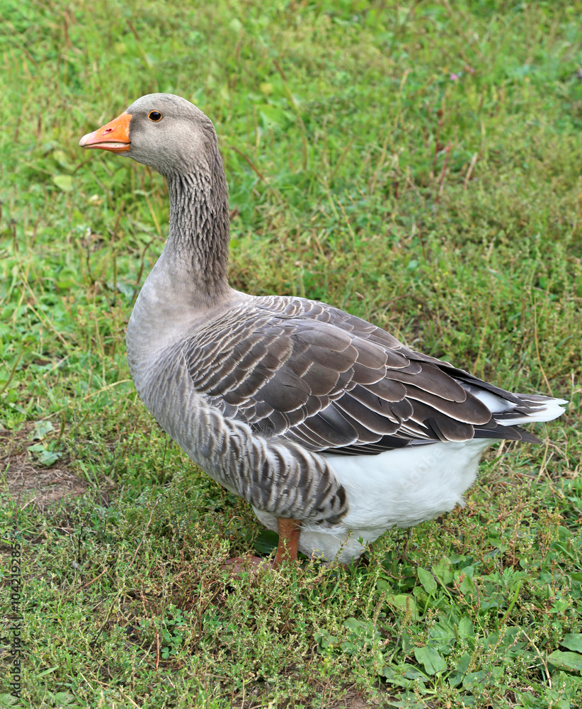 Geese on the farm.. Shooting outdoors. Rustic theme. Geese on the farm.. Shooting outdoors. Rustic theme.