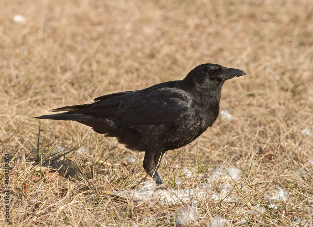Naklejka premium American Crow