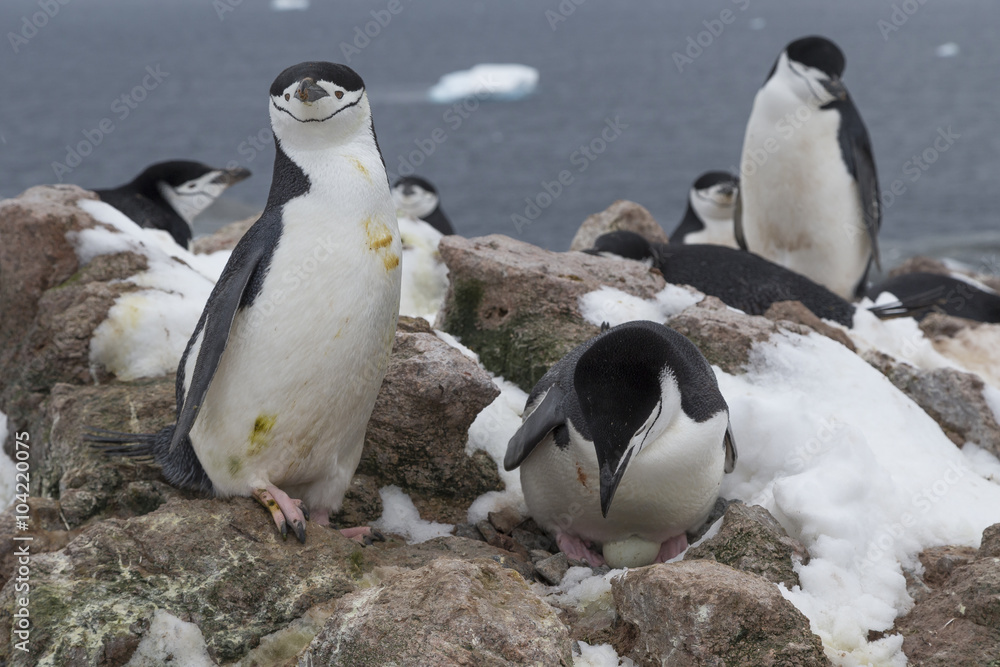 Obraz premium Chinstrap penguins, Antarctica.