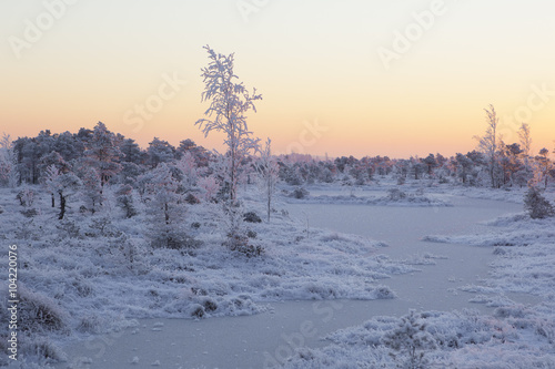Frosty morning at forest. Landscape with the frozen plants, trees and water. Kemeri National park in Latvia