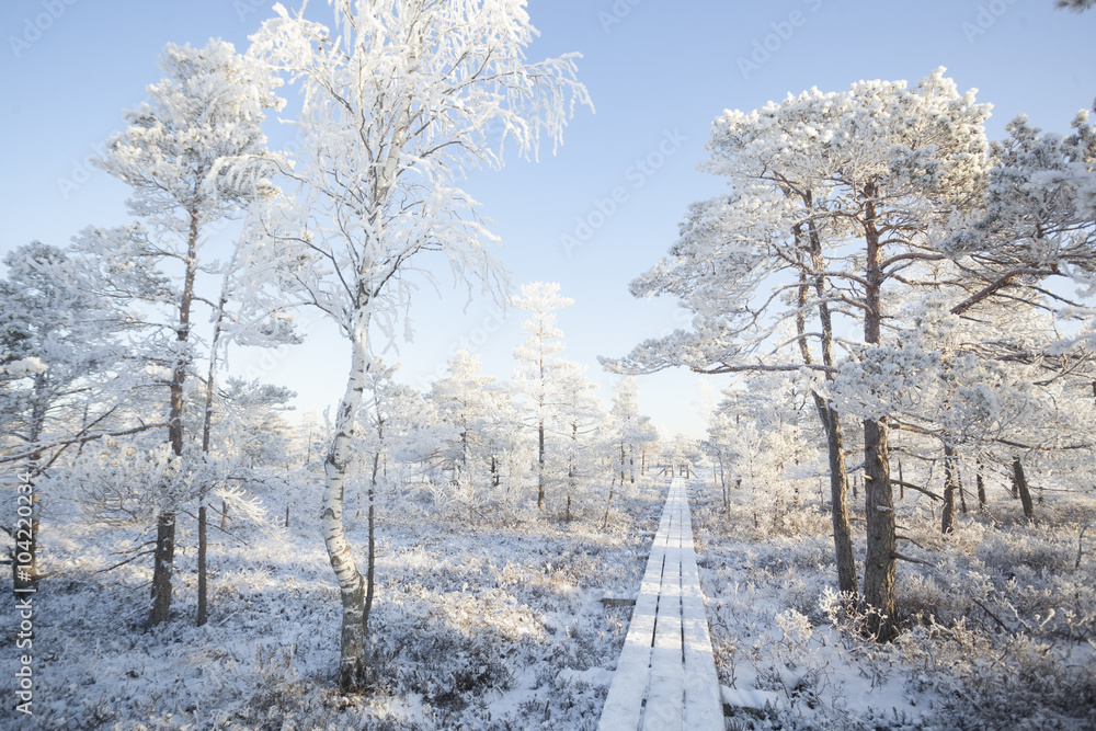 Obraz premium Frosty morning at forest. Landscape with the frozen plants, trees and water. Kemeri National park in Latvia