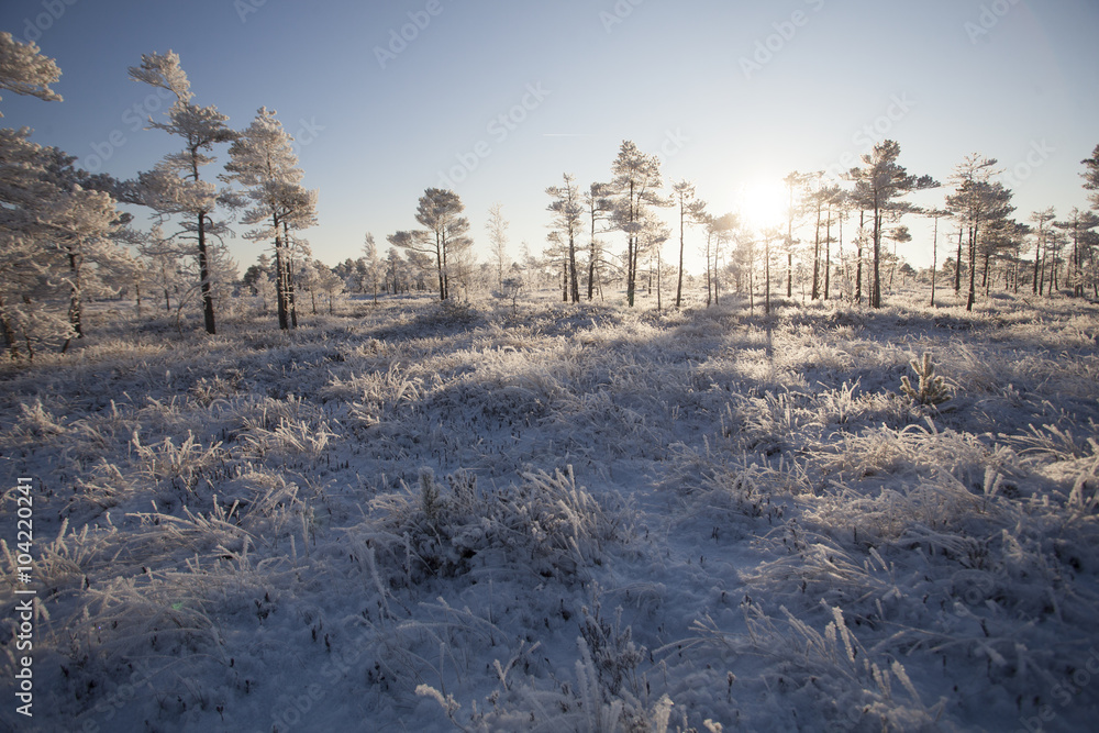 Frosty morning at forest. Landscape with the frozen plants, trees and water. Kemeri National park in Latvia Frosty morning at forest. Landscape with the frozen plants, trees and water. Kemeri National park in Latvia
