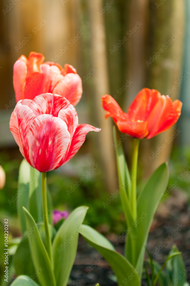 Naklejka premium three tulips