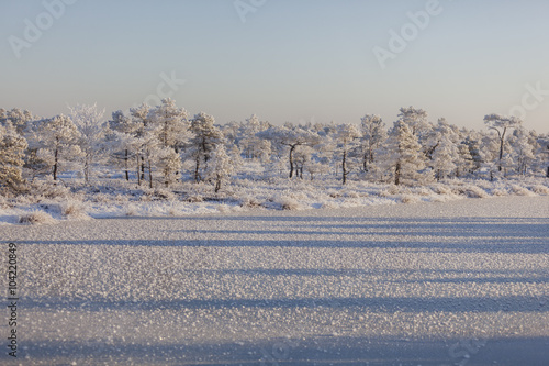 Frosty morning at forest. Landscape with the frozen plants, trees and water. Kemeri National park in Latvia
