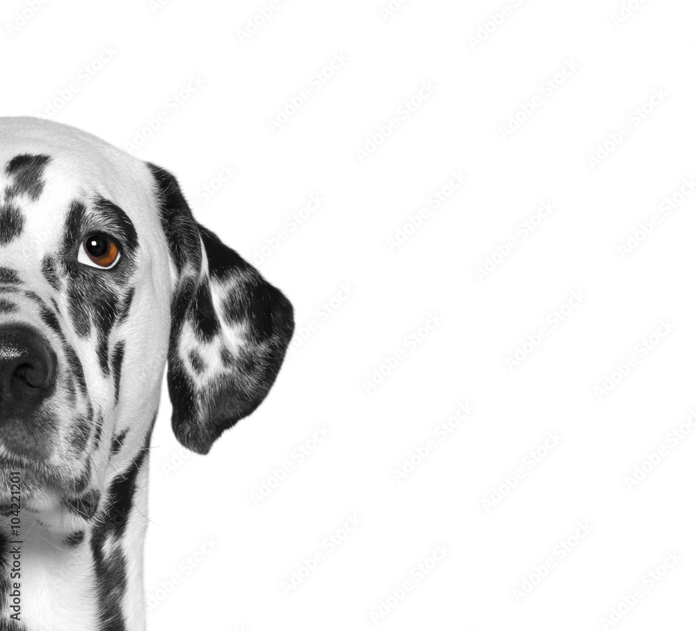 Portrait of dalmatian dog breed. Isolate. White background - obrazy, fototapety, plakaty 