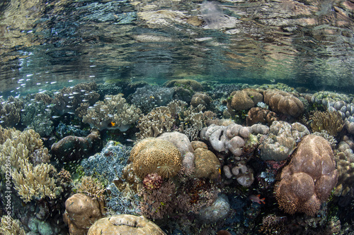 Coral Reef Diversity