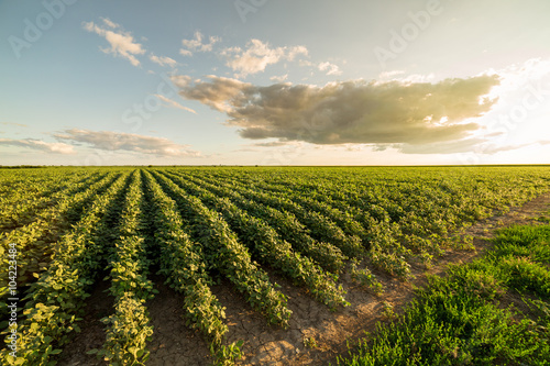 Green ripening soybean field, agricultural landscape