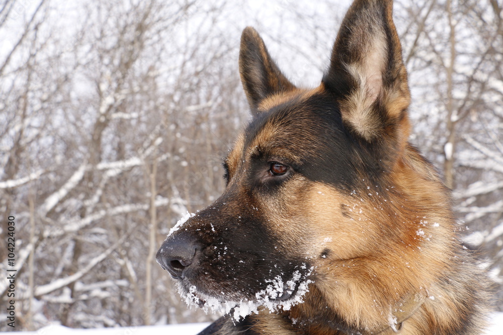 Собака немецкая овчарка с мордой, покрытой снегом