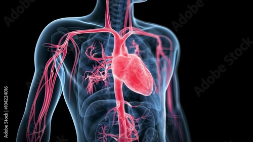 medical 3d animation of the beating heart